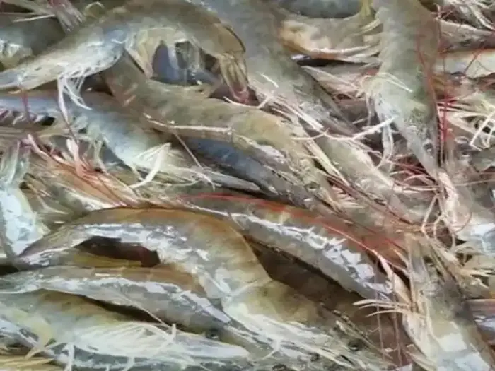 camarón