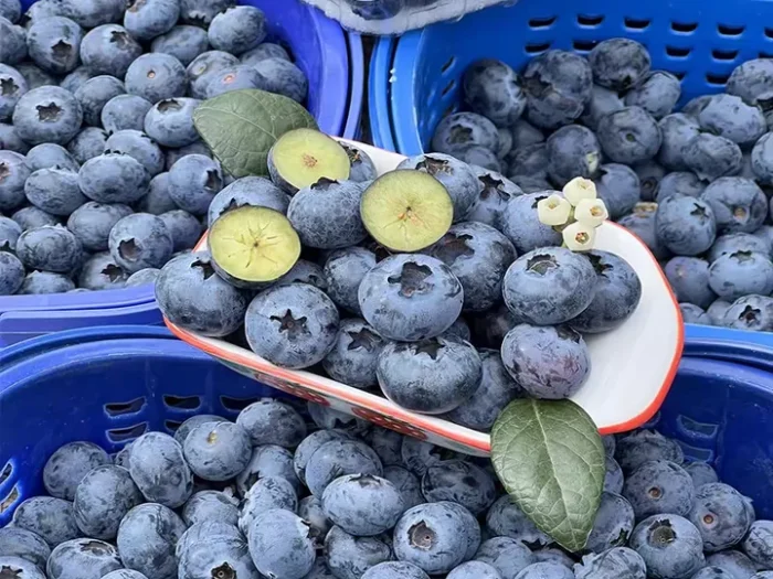 Fresh blueberries