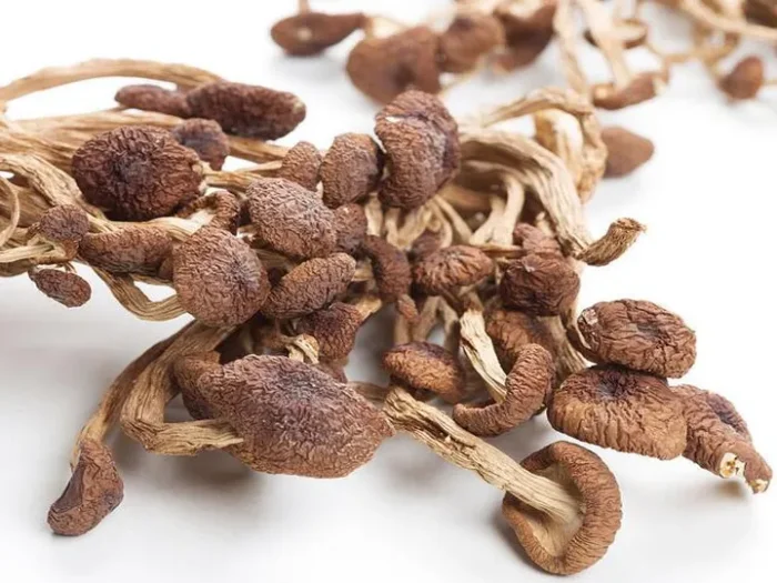 Mushroom Drying