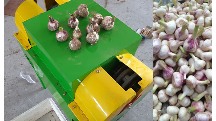 garlic root removing machine