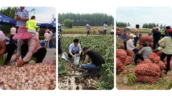 processing fresh garlic