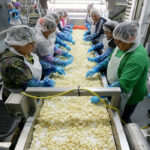 garlic processing