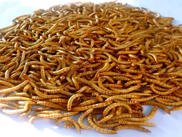 Mealworm