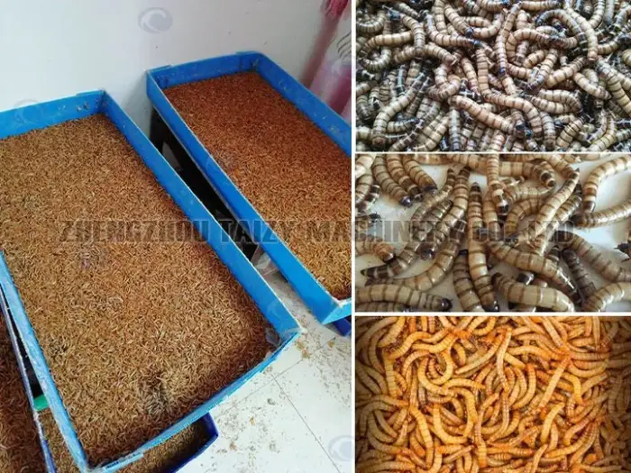 Mealworm Sorting Machine Applications