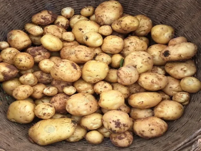 Mud-Covered Potatoes