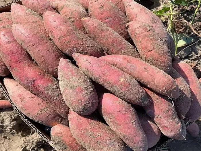 Mud-Covered Sweet Potatoes