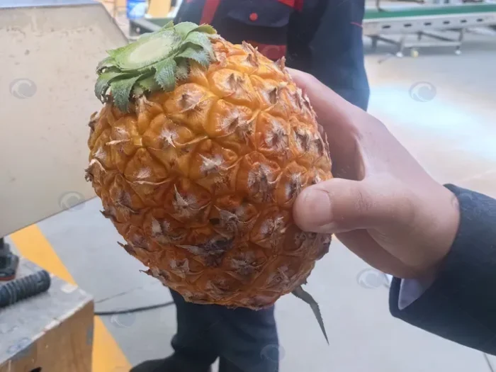 Fresh pineapples after top removal