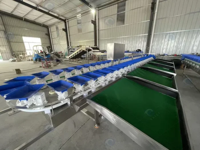 Weight Sorting Machine with Elevator